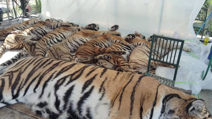 How did 72 tigers die in 2 weeks in a Thai tourist park? How did 72 tigers die in 2 weeks in a Thai tourist park?