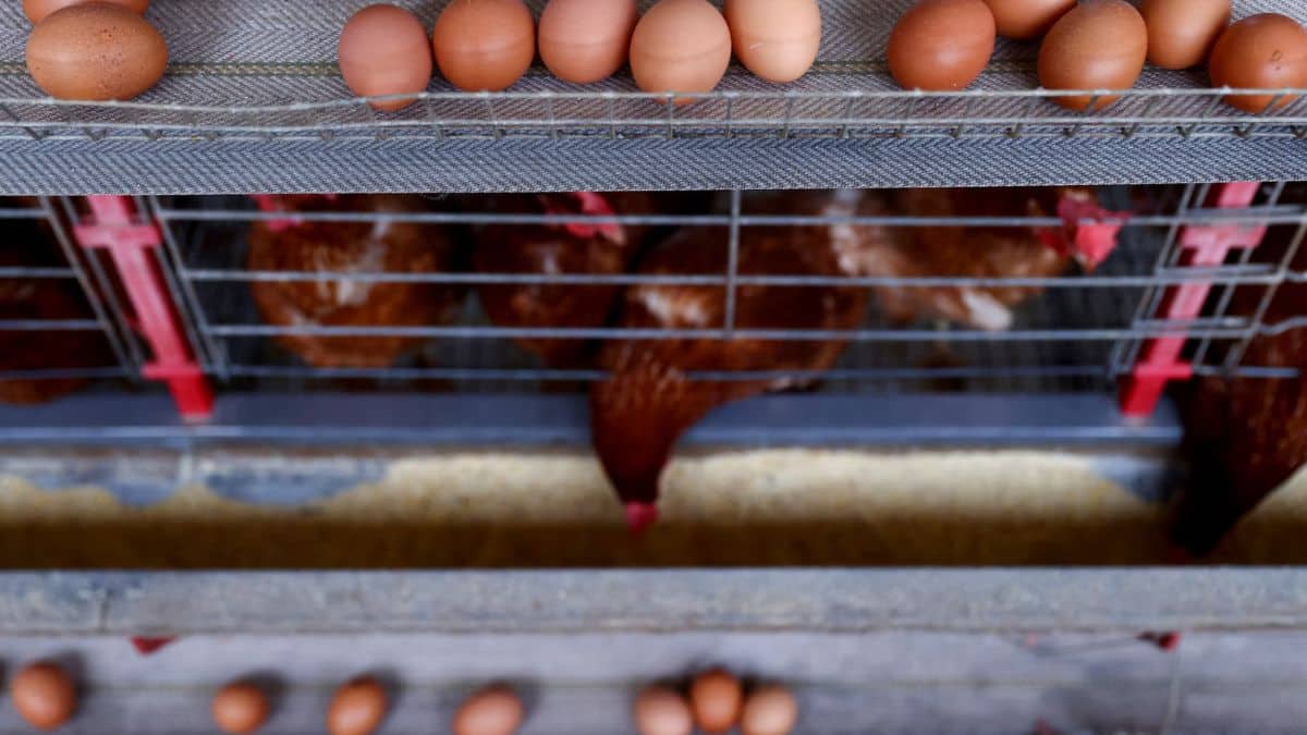 Why has Saudi Arabia banned poultry, egg imports from India and 39 other countries?