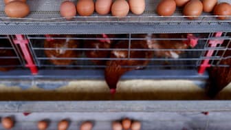 Saudi Arabia has imposed a  ban on the import of poultry and table eggs from 40 countries, including India. File image/Reuters