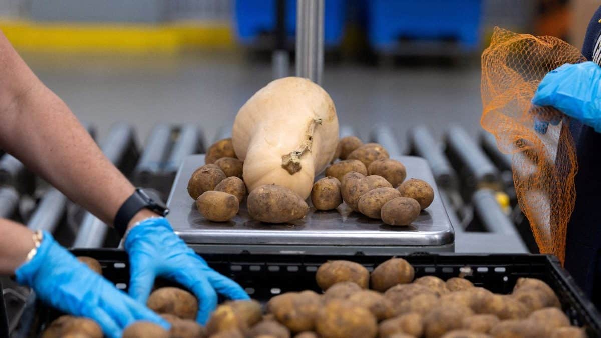 Europe has a potato problem, Germany is handing it out for free