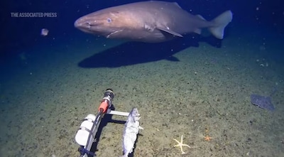 The footage shows the slow-moving predator passing calmly across the seafloor while a skate, a ray-like relative of sharks, remains motionless nearby. (Photo: AP)