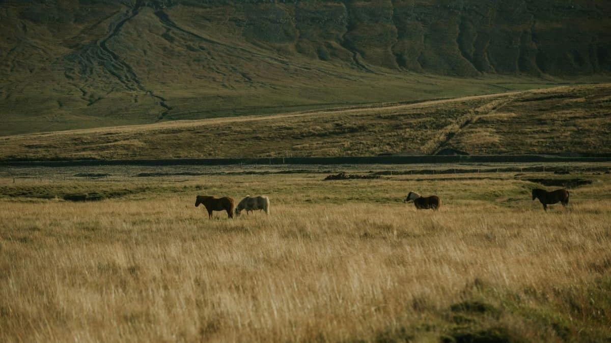 The "Wuthering Heights" way to Haworth, England