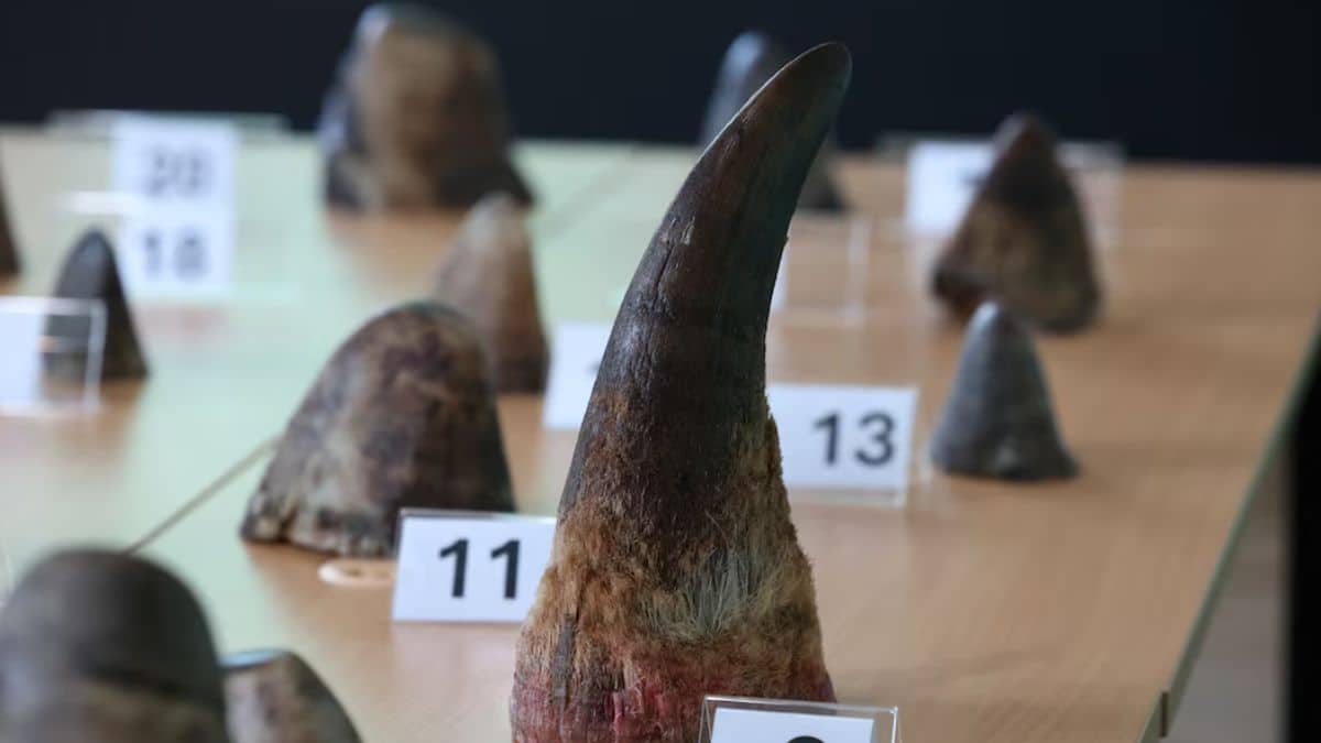 Thai authorities arrest man for smuggling rhino horns concealed in meat