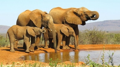 African Elephants Drinking in South Africa. Credits/Pixels