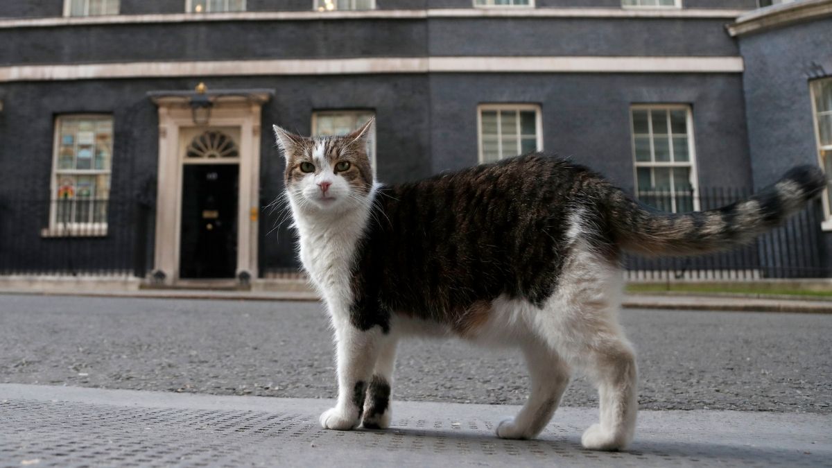 In Photos: 15 Images that define 15 years of Downing Street’s Chief Mouser — #10 will melt your heart In Photos: 15 Images that define 15 years of Downing Street’s Chief Mouser — #10 will melt your heart