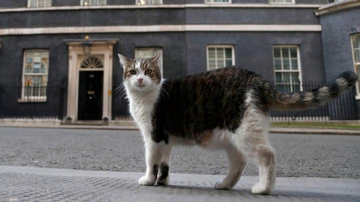 In Photos: 15 Images that define 15 years of Downing Street’s Chief Mouser — #10 will melt your heart