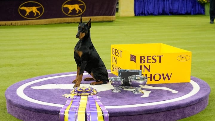 Westminster dog show: Some pawsome highlights you should not miss