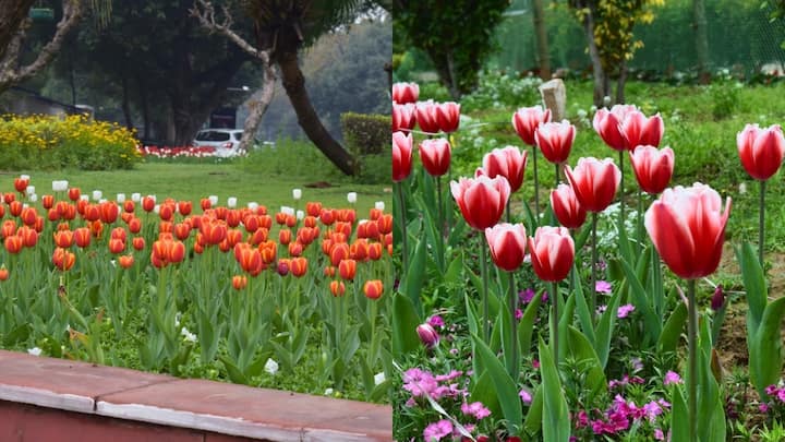 In Photos: Delhi’s Tulip festival is in full bloom. Here’s what it looks like