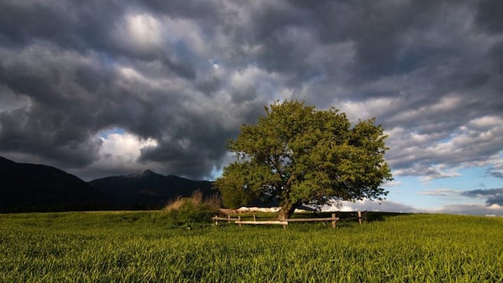 In photos: Europe’s most remarkable trees compete for the top title