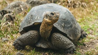 Giant tortoises disappeared in the mid-1800s from Floreana Island in the Galápagos.
Credits: © Galápagos Conservancy