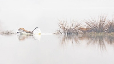 Tigers cross the lake in fog at the Ranthambore National Park in India. Image Courtesy: Jonathan Hodgetts/World Nature Photography Awards