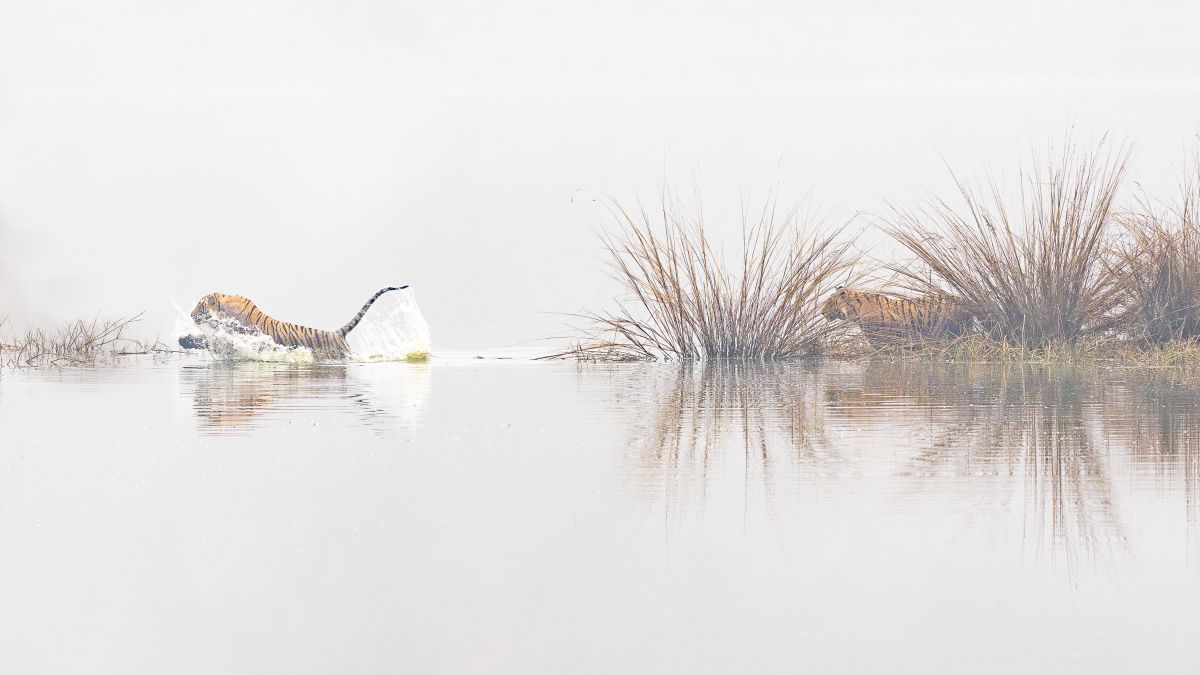 Humpback whales, woodpeckers and more... The fantastic winners of World Nature Photography awards Humpback whales, woodpeckers and more... The fantastic winners of World Nature Photography awards