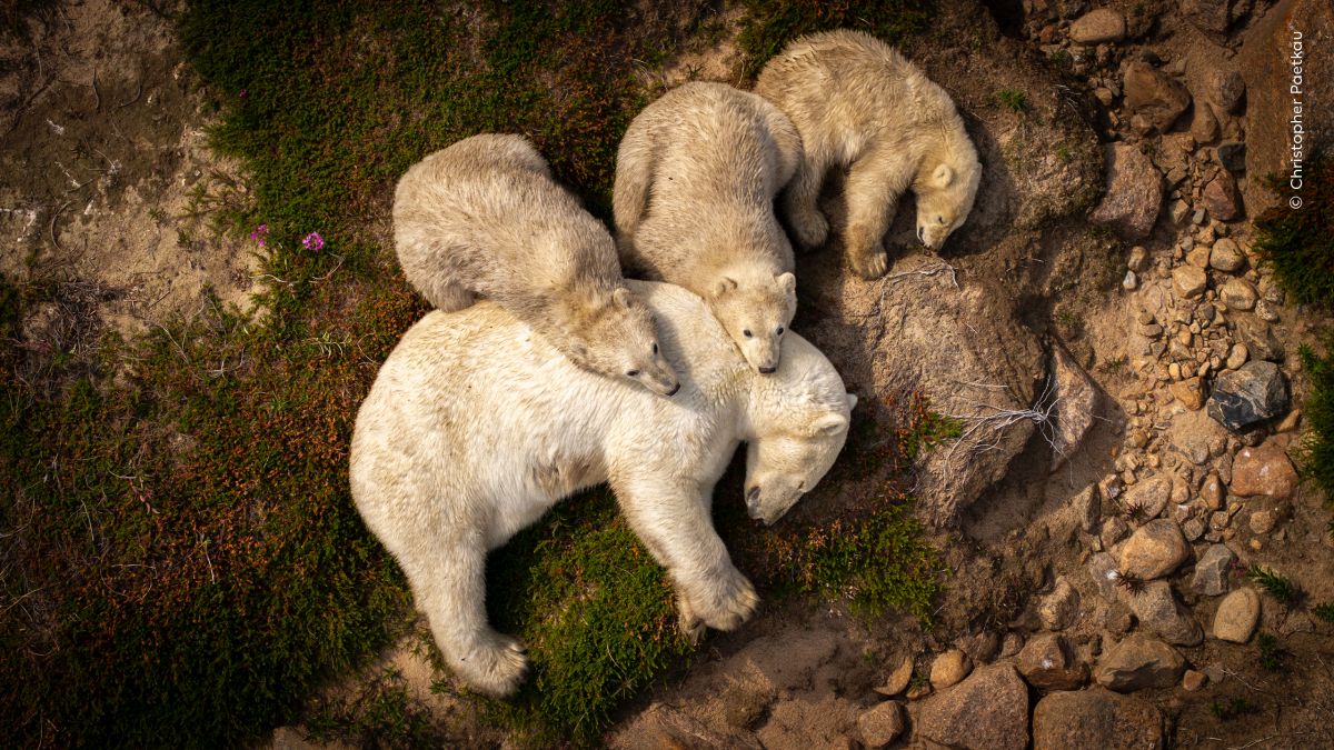 Bear necessities! The very best that wildlife has to offer Bear necessities! The very best that wildlife has to offer