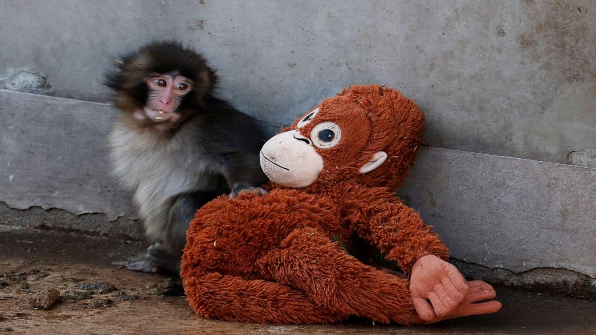 Viral videos, sold-out toys… Why the world is going bananas for Punch, the Japanese monkey