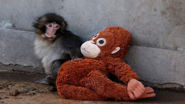 Viral videos, sold-out toys… Why the world is going bananas for Punch, the Japanese monkey