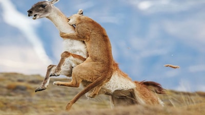 Chile’s Torres Del Paine is famous for its stunning landscapes, but it’s also home to a fierce predator: the puma. Image Courtesy: Kevin Shi/Sony World Photography Awards 2026