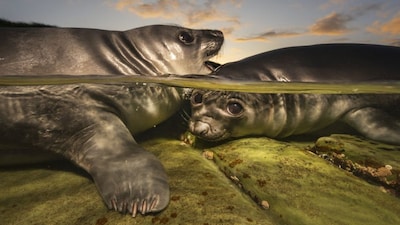 Rockpool Rookies: On Sealion Island in the Falklands, these elephant seal pups clamber over one another in shallow rockpools. Image Courtesy: ©Matty Smith/UPY2026