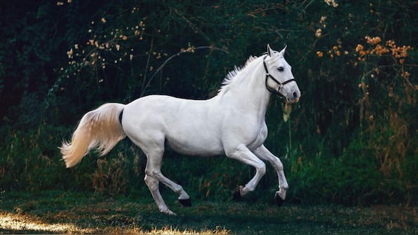 What are our love lives are going to look like in the Year of the Horse?