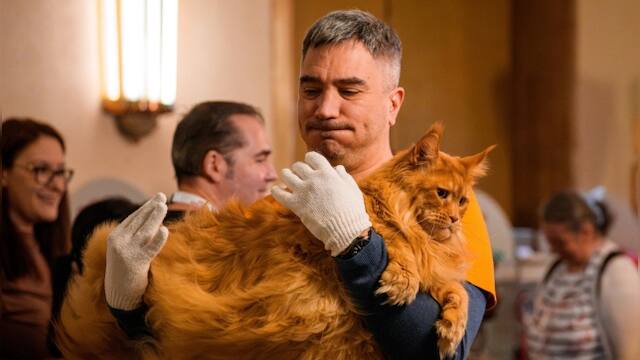 Inside the ‘Feline Oscars’: Romania’s cutest cat pageant steals the ...