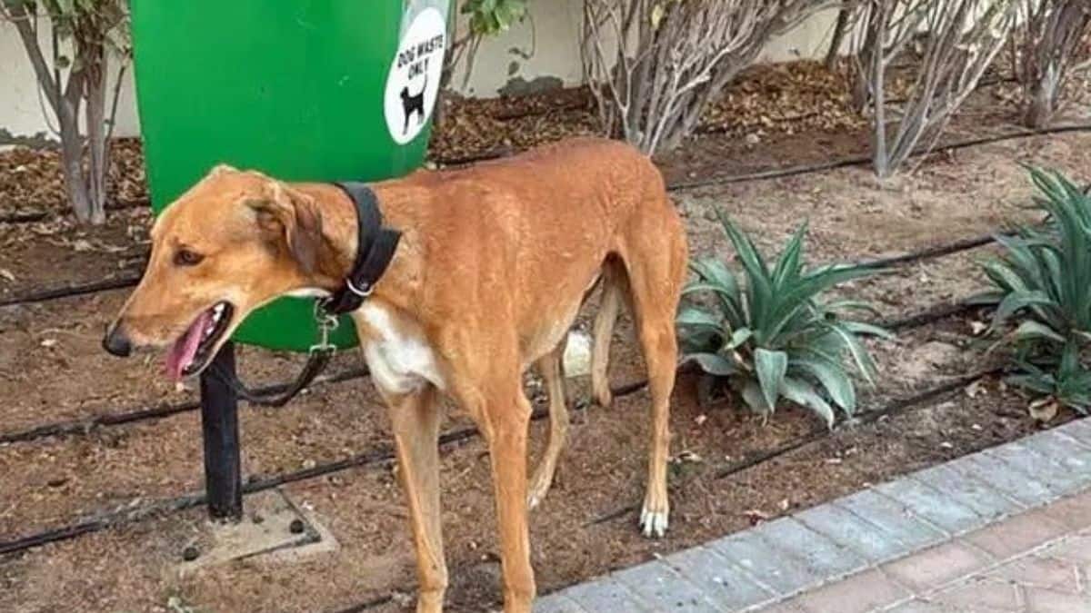 Dogs dumped on streets, cats in boxes: How Dubai expats are abandoning pets as they escape Iranian strikes