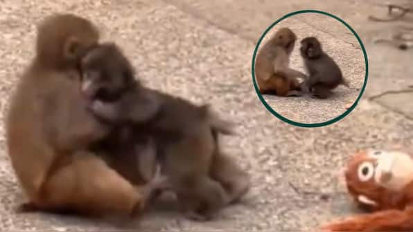 In video: Viral monkey baby Punch finds love; seen kissing, cuddling female macaque