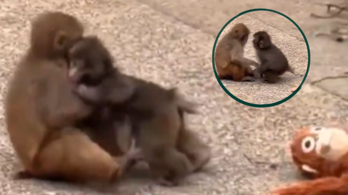 In video: Viral monkey baby Punch finds love; seen kissing, cuddling female macaque In video: Viral monkey baby Punch finds love; seen kissing, cuddling female macaque