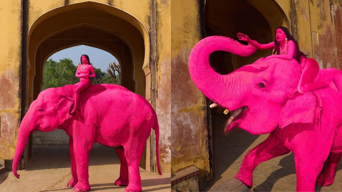 Why Jaipur’s ‘pink’ elephants have triggered outrage