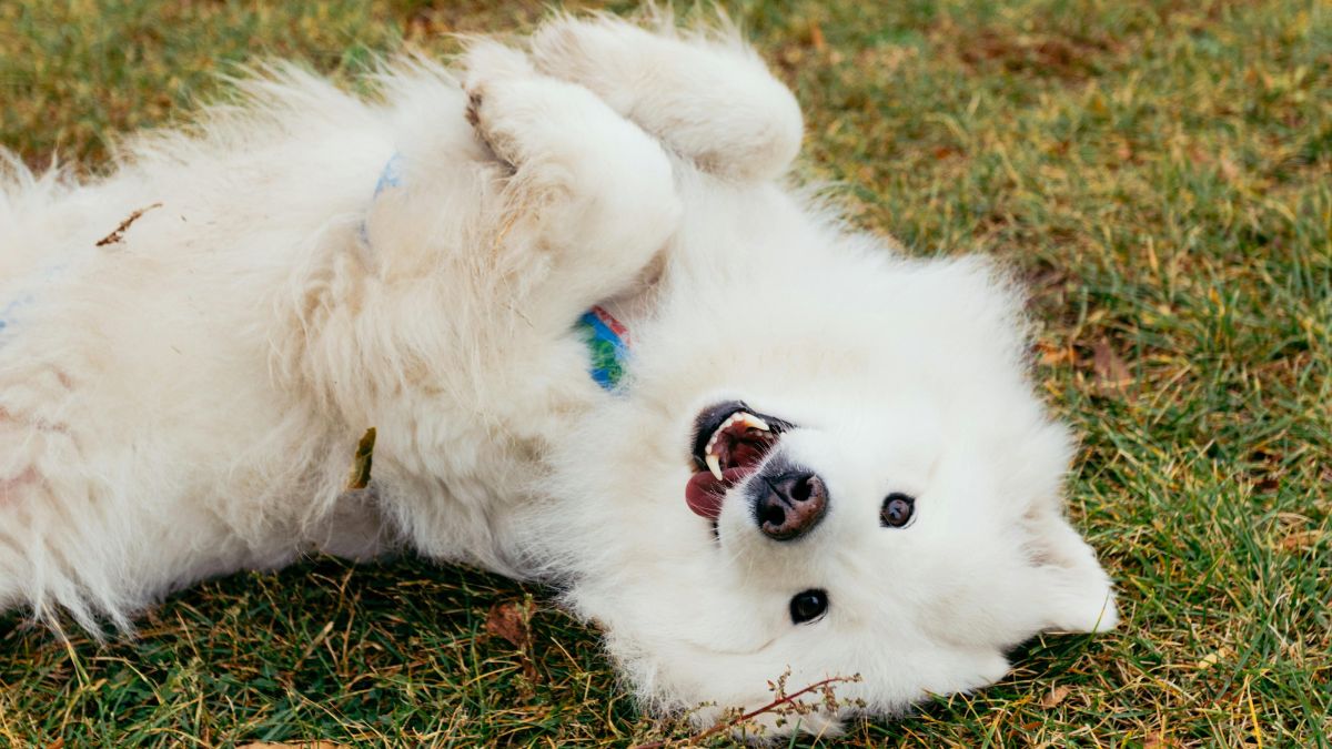 China woman spends Rs 1.64 lakh on dog's kindergarten (school bus service included!) China woman spends Rs 1.64 lakh on dog's kindergarten (school bus service included!)