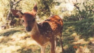 मनमौजीपन: एक भावना से चलन तक, गंभीर दुनिया के खिलाफ एक ढाल.