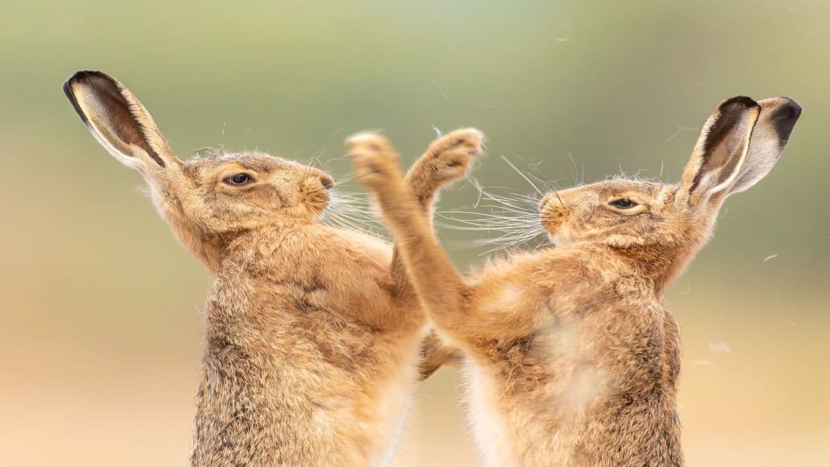 Boxing hares, leaping toads and more… Best of British wildlife photography