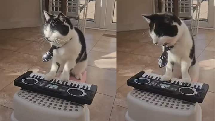 Meet ‘Meowzart’: The rescue cat heading for TV stardom Meet ‘Meowzart’: The rescue cat heading for TV stardom