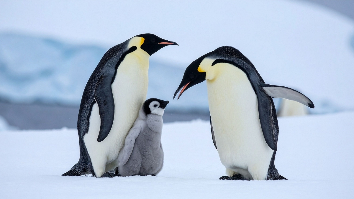 Penguins give a pebble or polished rock to the female in their group with whom they hope to build a nest and mate. Credits/Pexels Penguins give a pebble or polished rock to the female in their group with whom they hope to build a nest and mate. Credits/Pexels