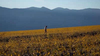 The National Park Service (NPS) officially categorised this as an above-average bloom year. AP Photo