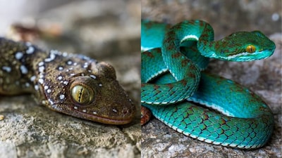 L-R: Named after the Hindu god of destruction, Gekko shiva is an unique reptile found in the surveys, this spectacular pit viper was among 11 new species that were discovered in Cambodia’s karsts. Credits/Fauna & Flora