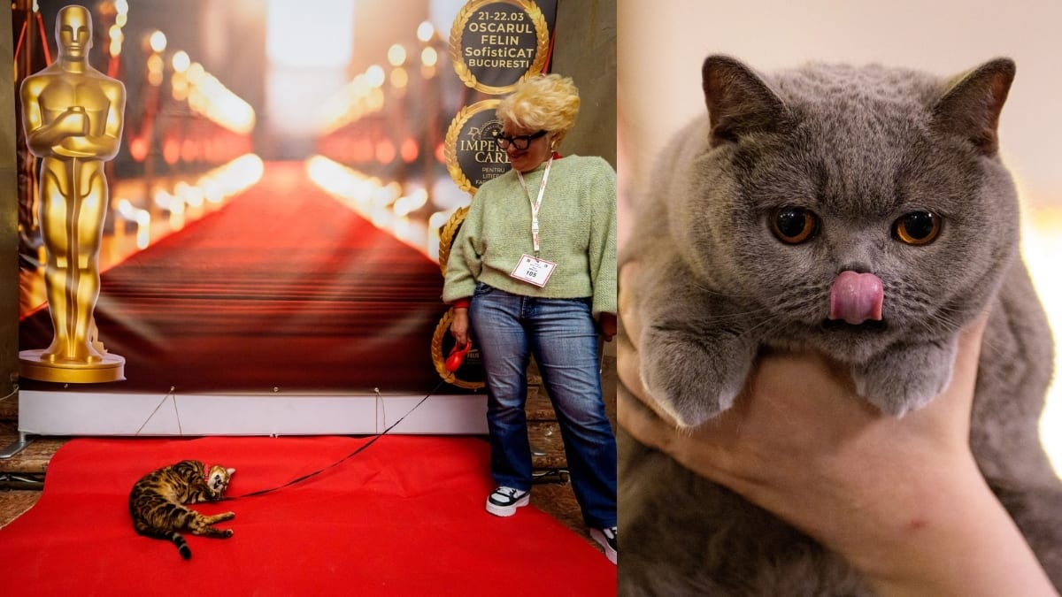 Inside the ‘Feline Oscars’: Romania’s cutest cat pageant steals the ...