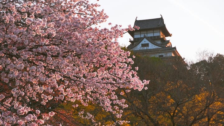 Beyond Japan: The best cherry blossom destinations around the world Beyond Japan: The best cherry blossom destinations around the world