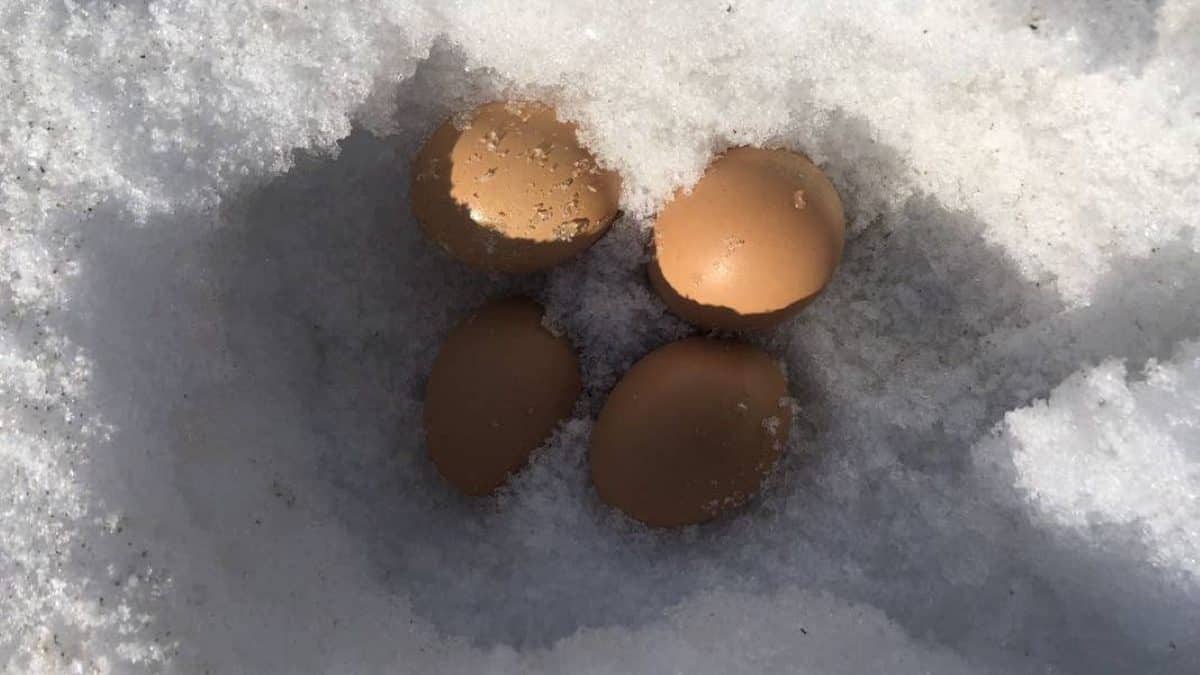 International Women's Day 2026: Egg freezing and the fantasy of having it all