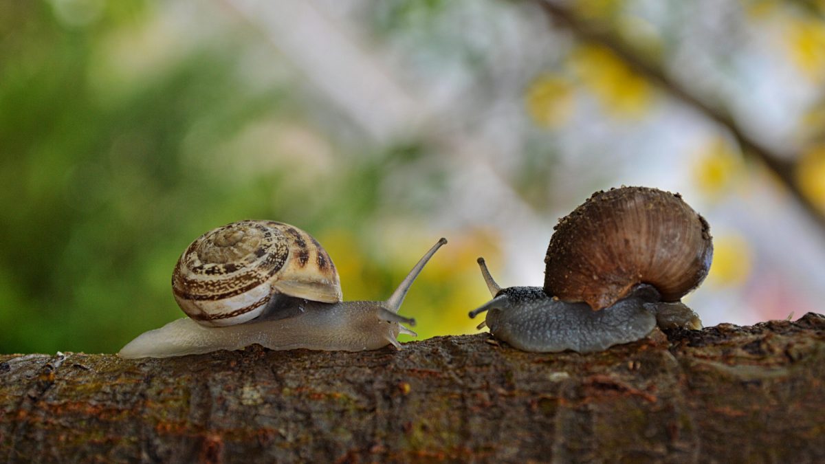 Snails Sleep for 3 Years? The Science Explained