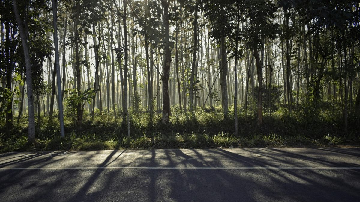 Climate change and human pressure shrink India's natural forests Climate change and human pressure shrink India's natural forests