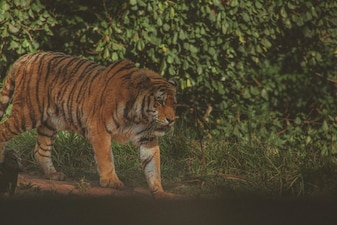 Image Courtesy/ Pexels