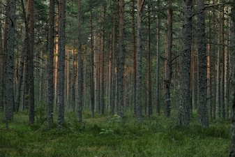 Representational Image. Image Courtesy/ Pexels