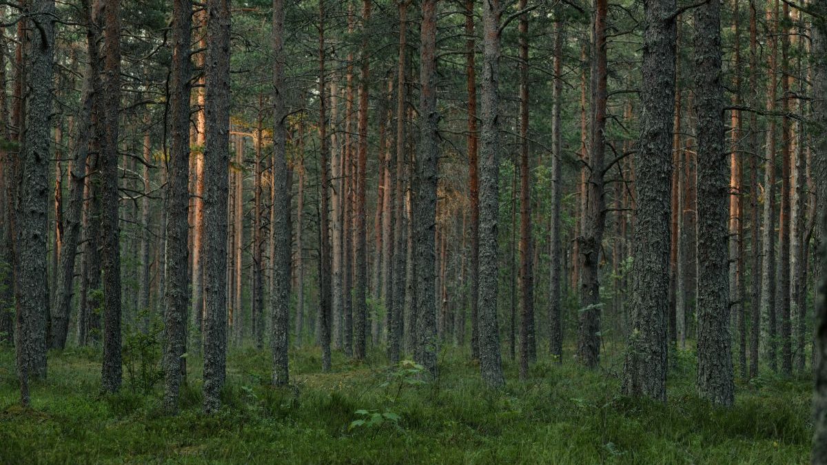 Forests Day Celebrated on 7 Continents