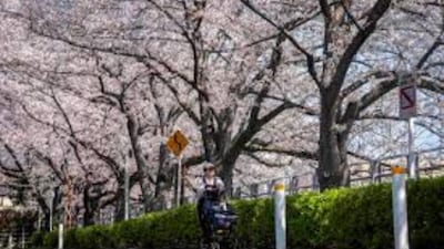 Aging postwar cherry blossom trees in Tokyo face increasing decay and collapse risks during peak viewing season.