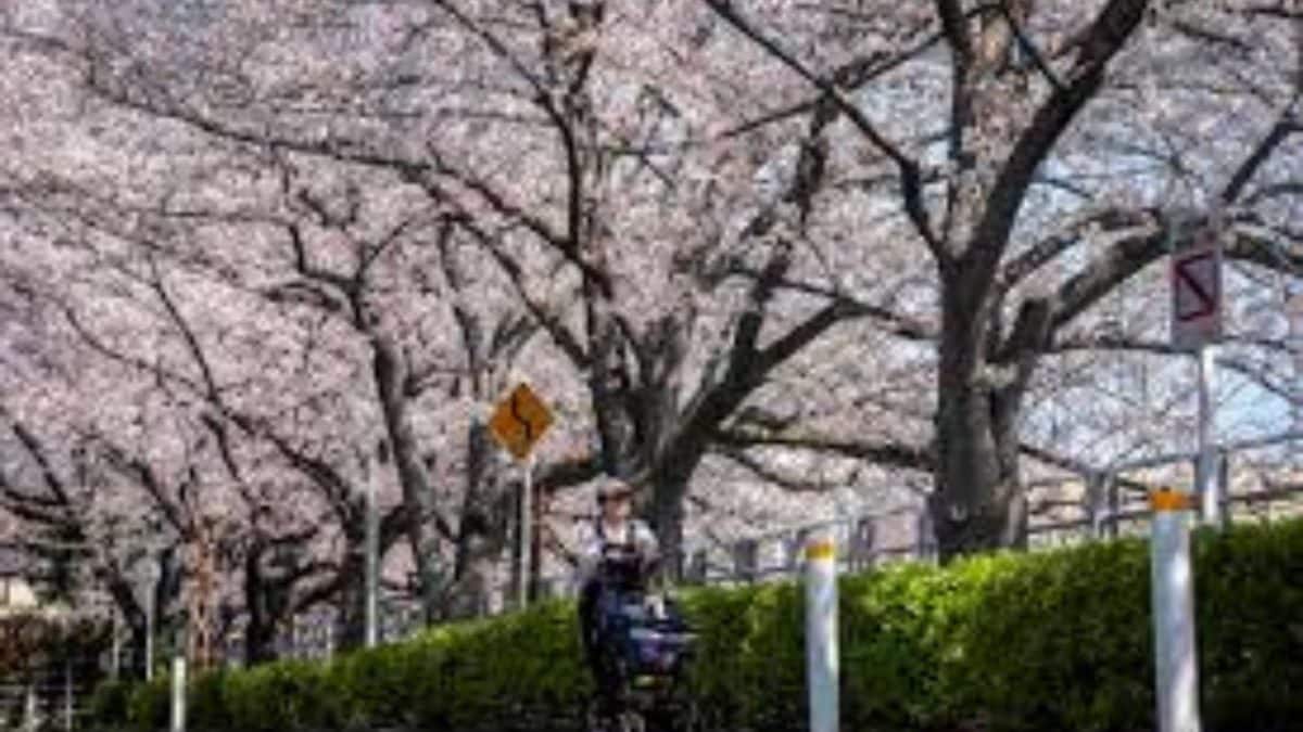 Safety risks emerge in Tokyo as aging sakura trees decay during hanami season