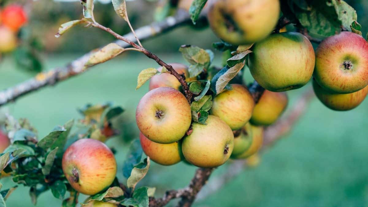 How a warming world is changing Kashmir’s apple story