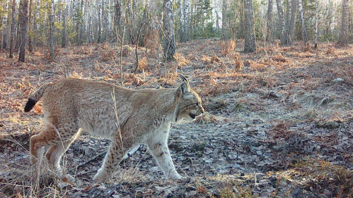 Chernobyl at 40: How did a nuclear disaster site turn into a wildlife sanctuary?