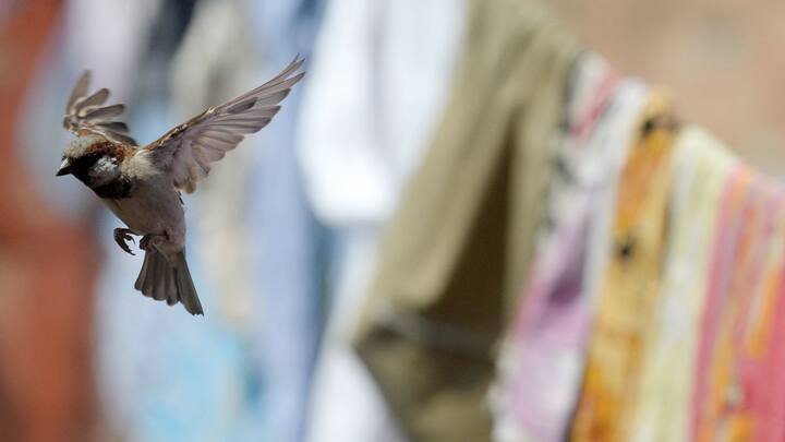 The house sparrow is MIA: How urbanisation is reshaping India’s birdlife The house sparrow is MIA: How urbanisation is reshaping India’s birdlife
