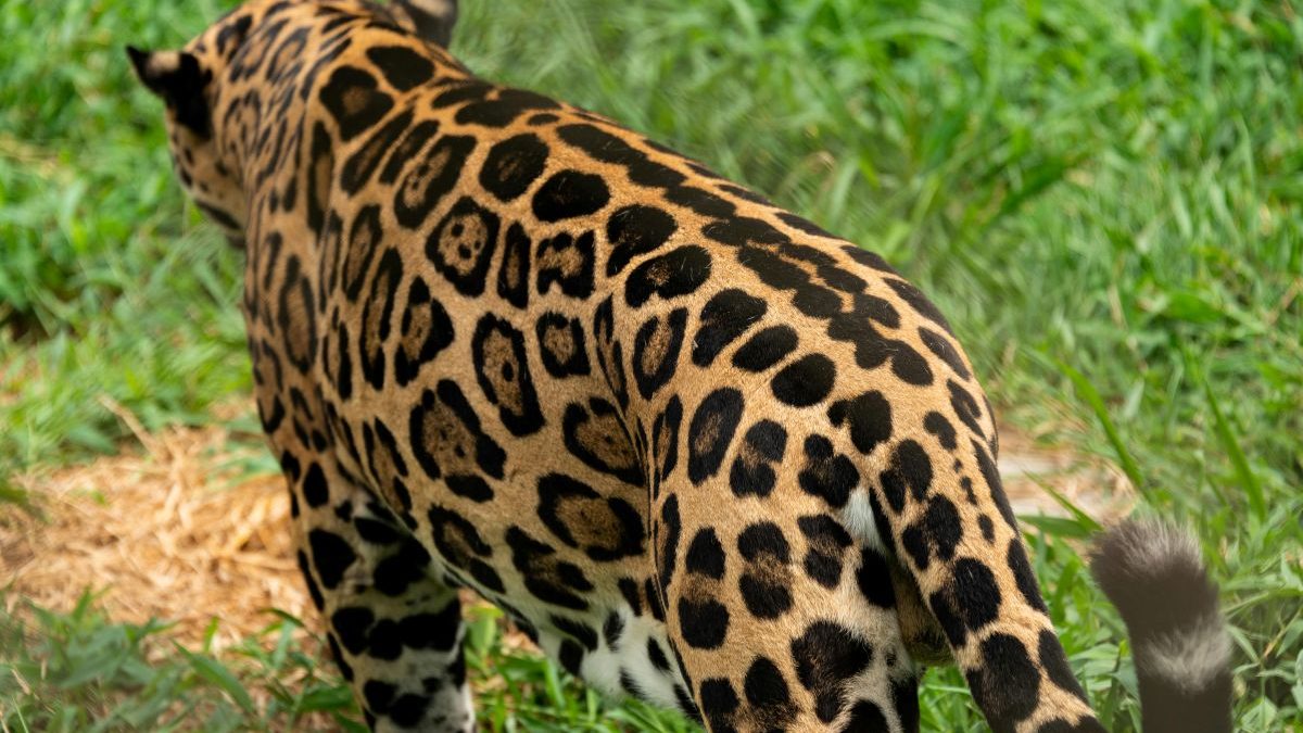 Can cloning save Brazil's jaguars? Scientists are about to find out Can cloning save Brazil's jaguars? Scientists are about to find out