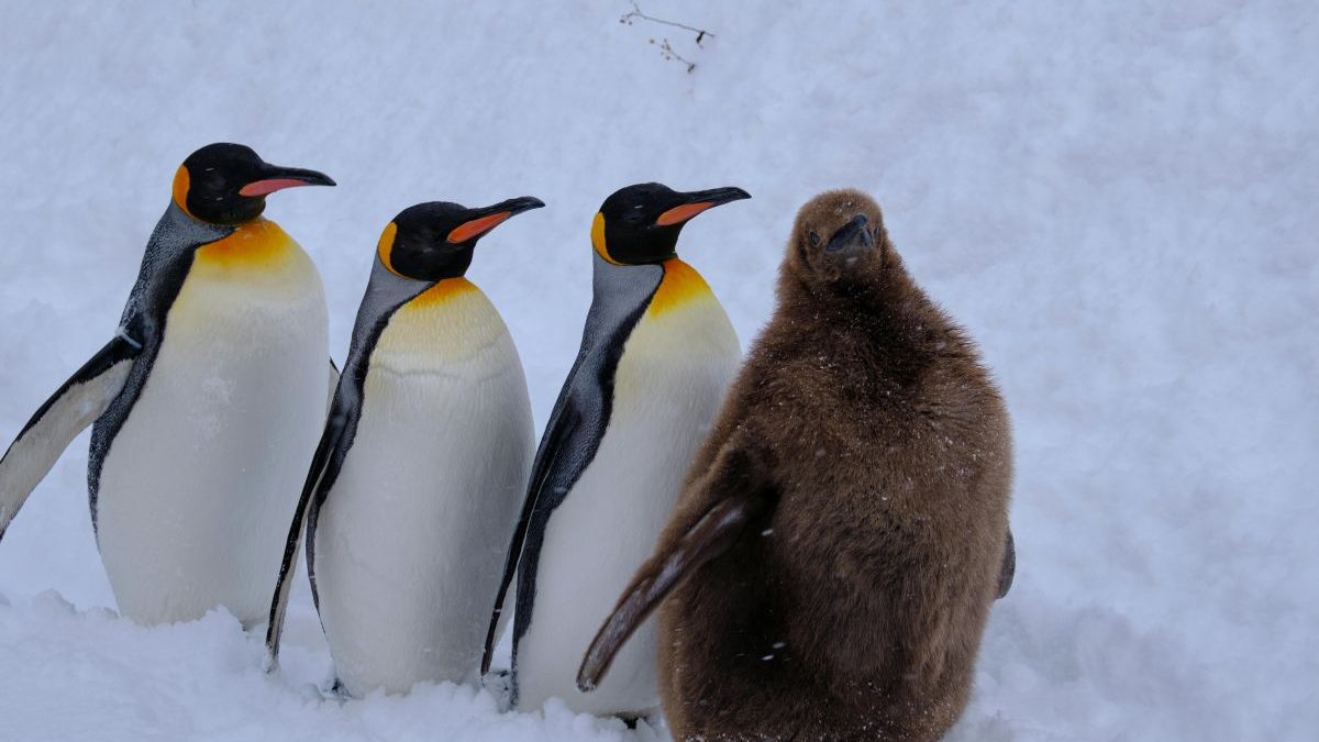 Emperor penguins now officially endangered as climate crisis devastates Antarctica's wildlife – Firstpost