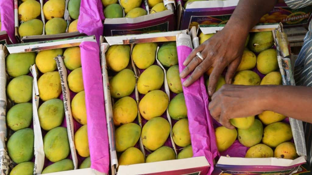 indian mangoes